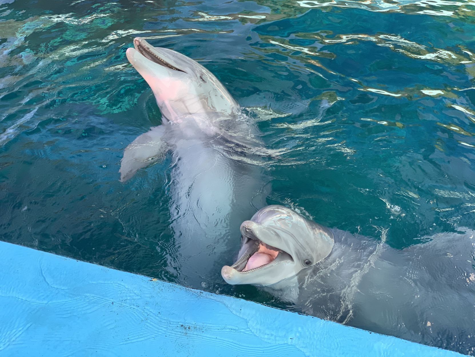 Dolphins at Six Flags in Vallejo